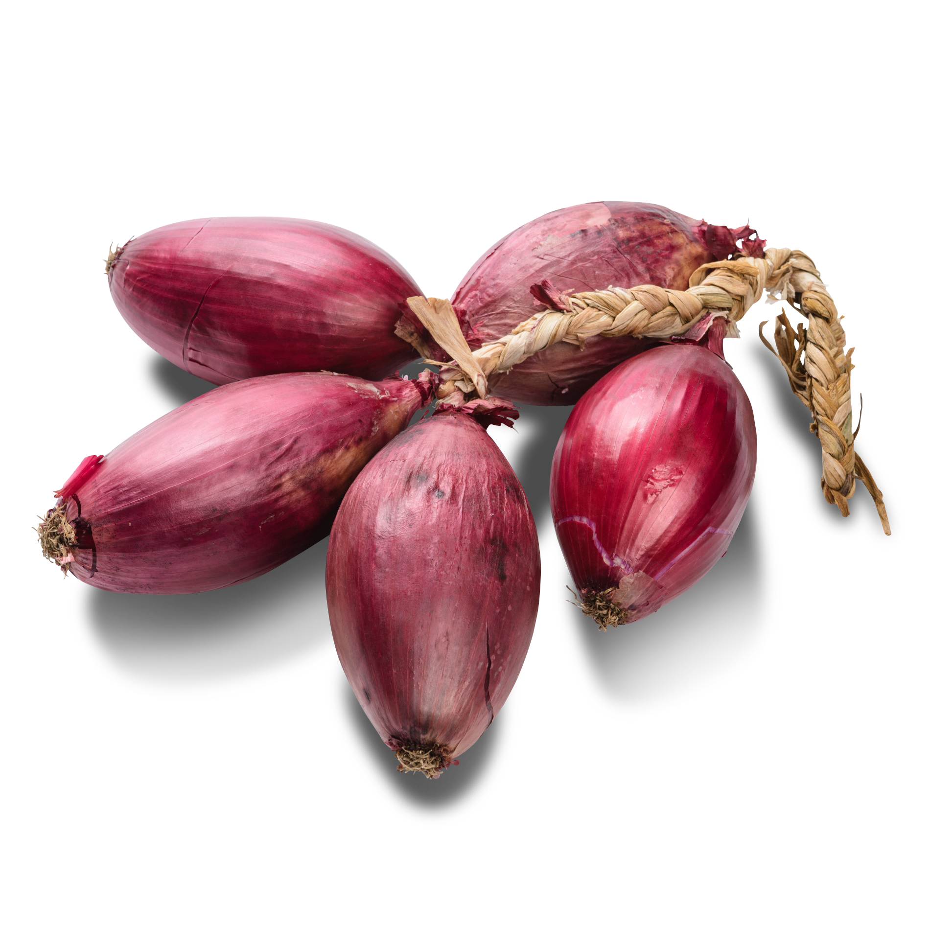 Zwiebel Tropea 'geflochten'