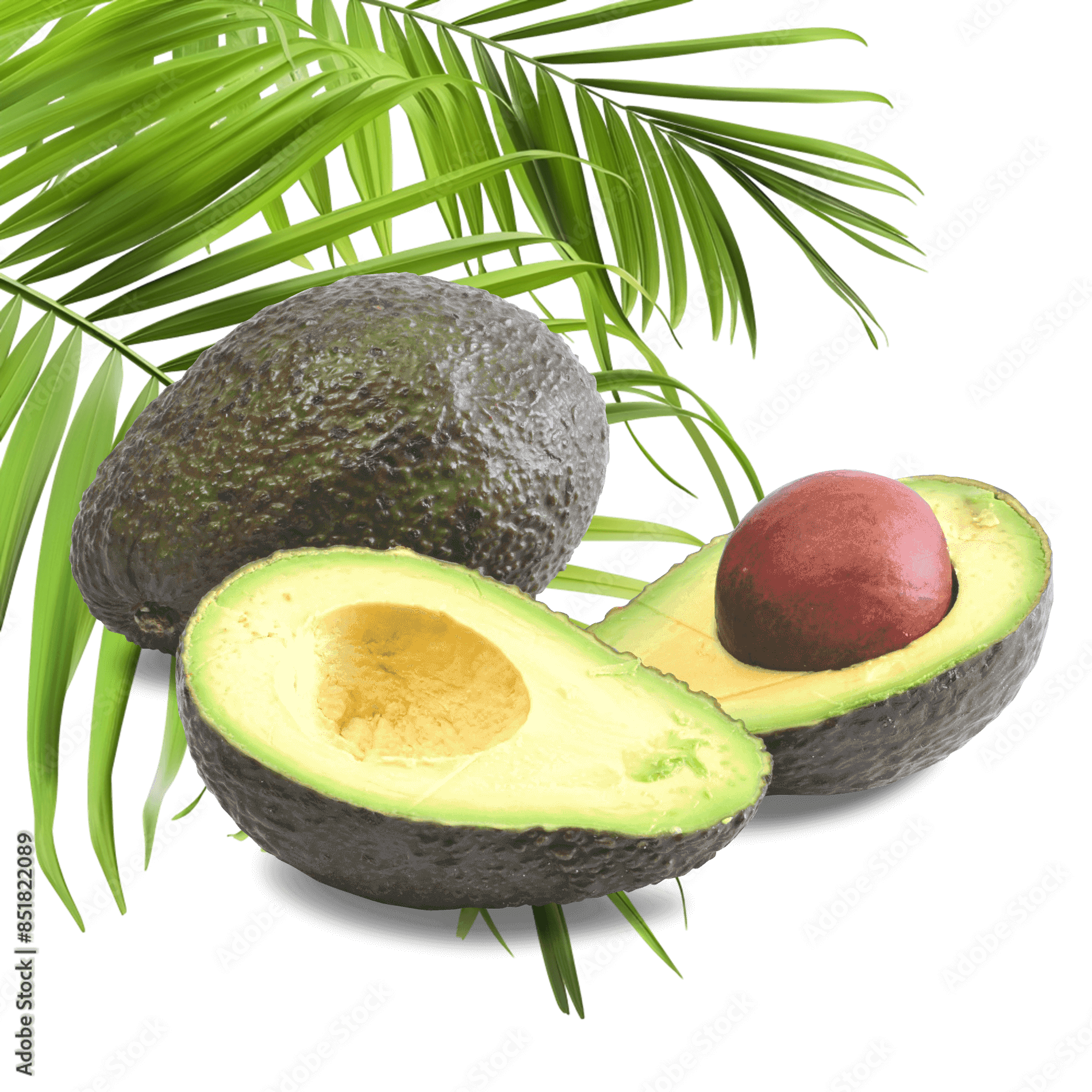 Avocado 'Hass' (verzehrreif)