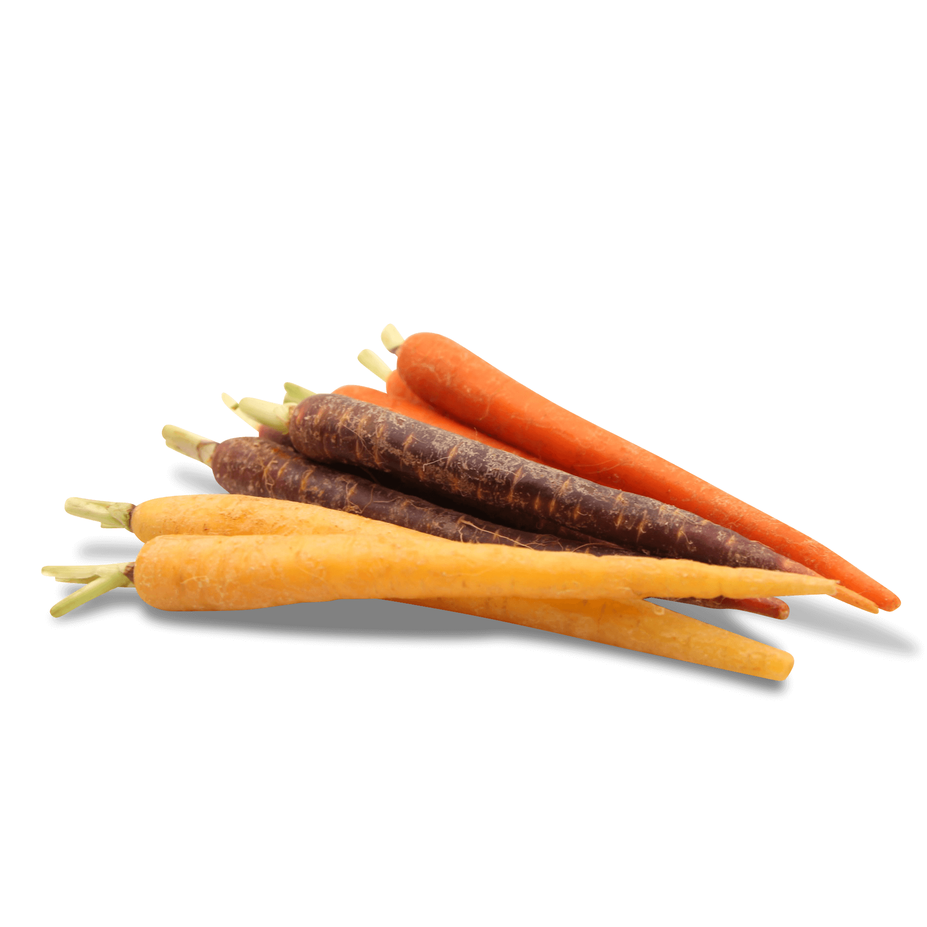 Mini Karotten 'Rainbow'