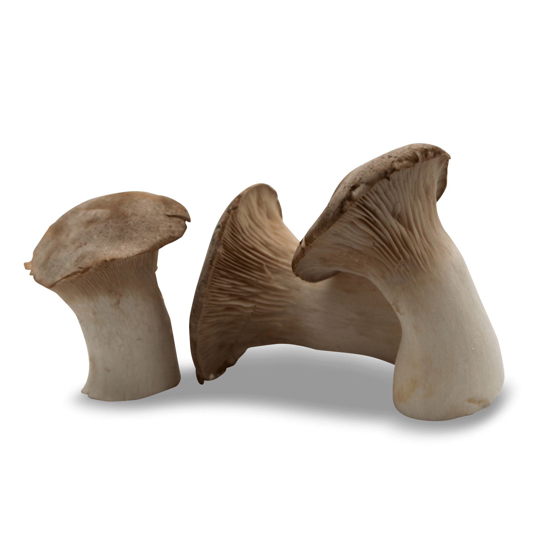 Bio Kräuterseitlinge