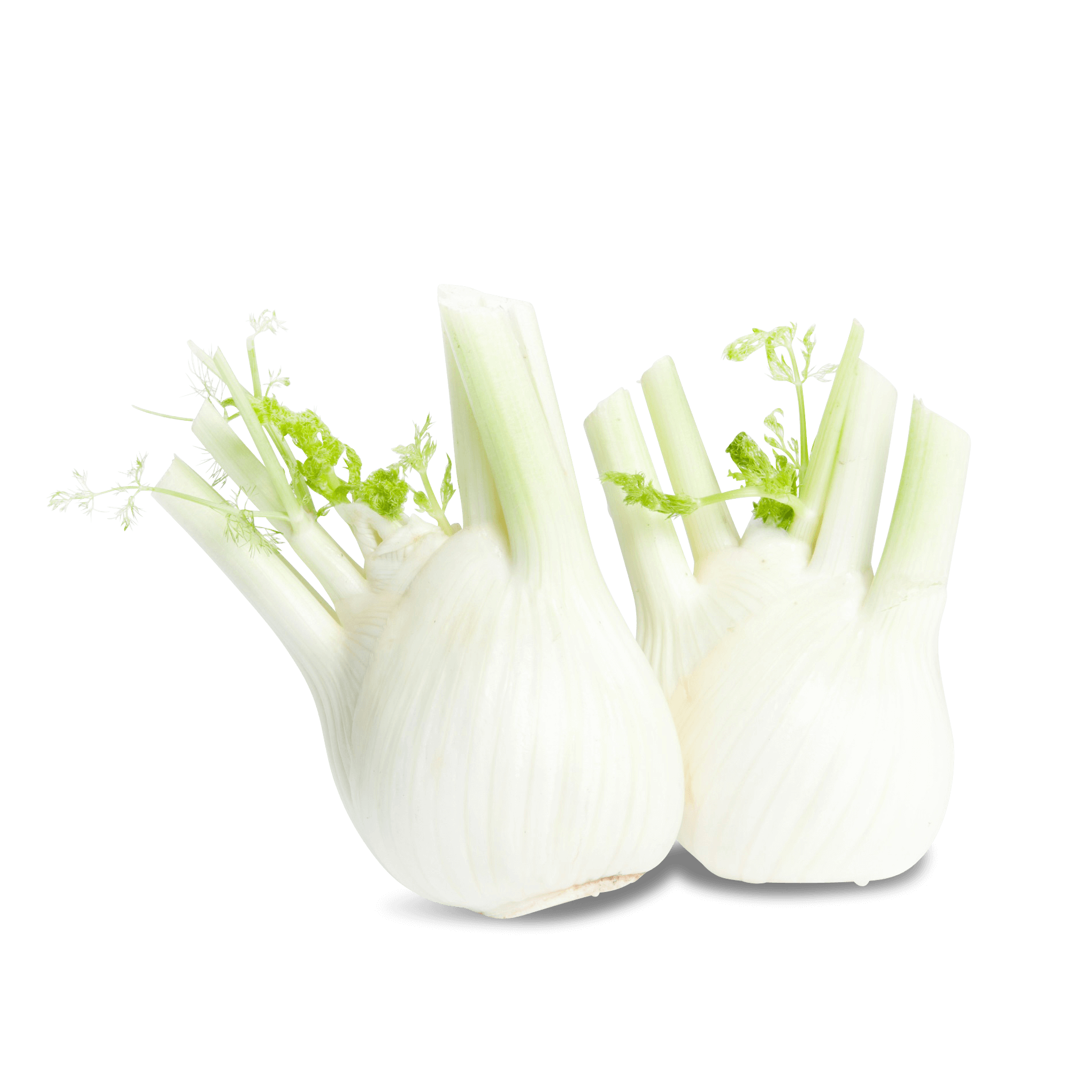 Fenchel