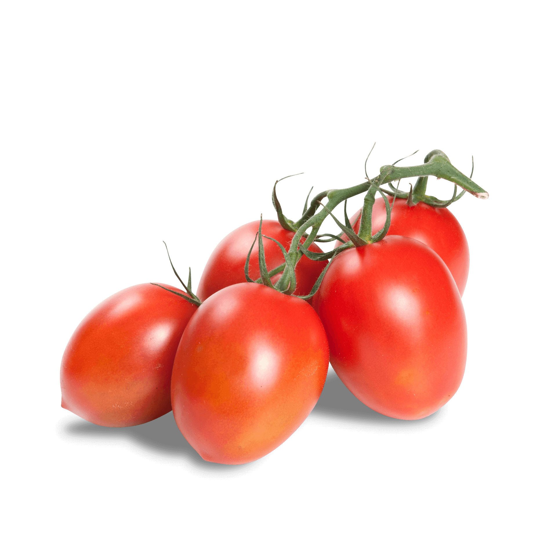 Tomaten 'Roma am Strauch'
