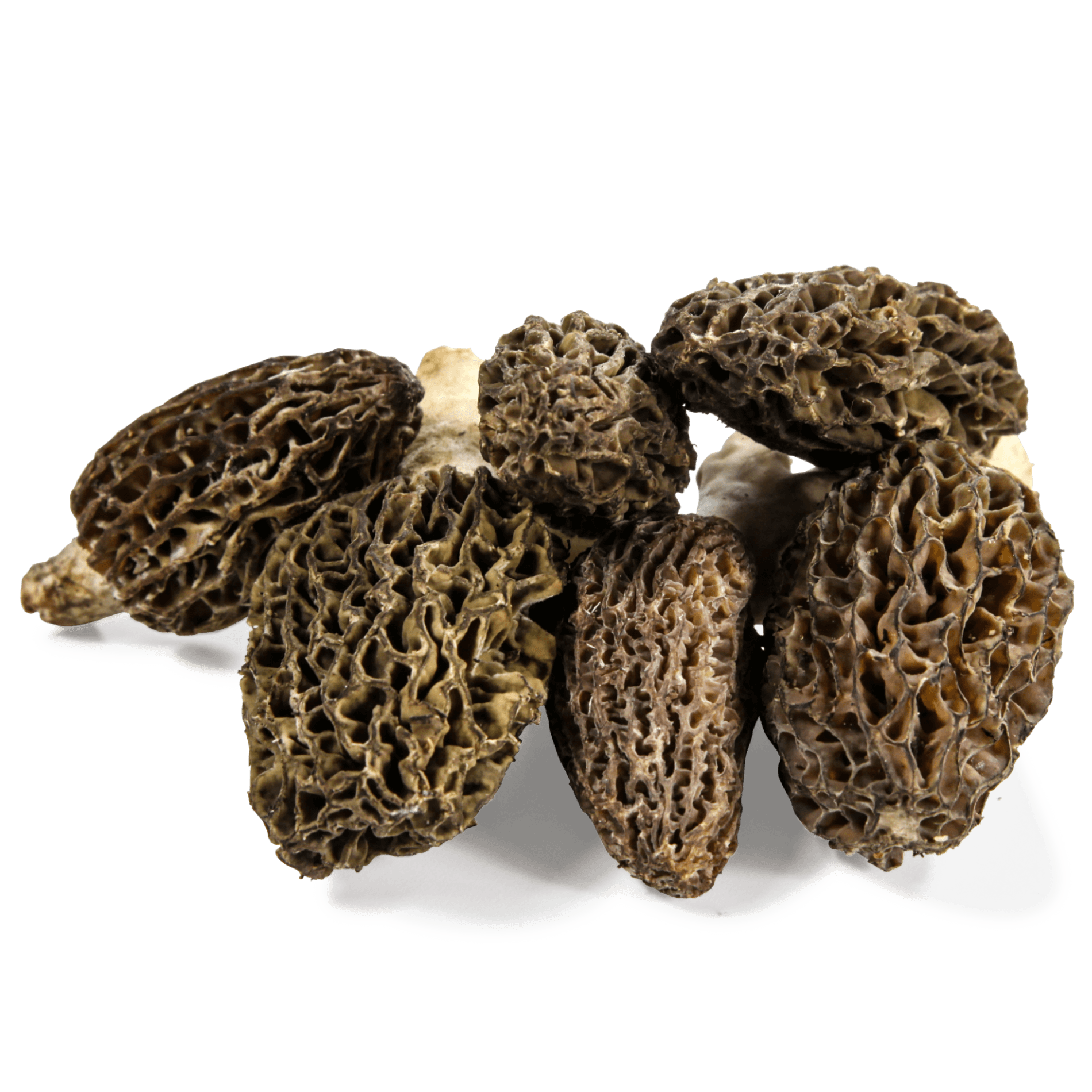 Pilze 'Spitzmorcheln'