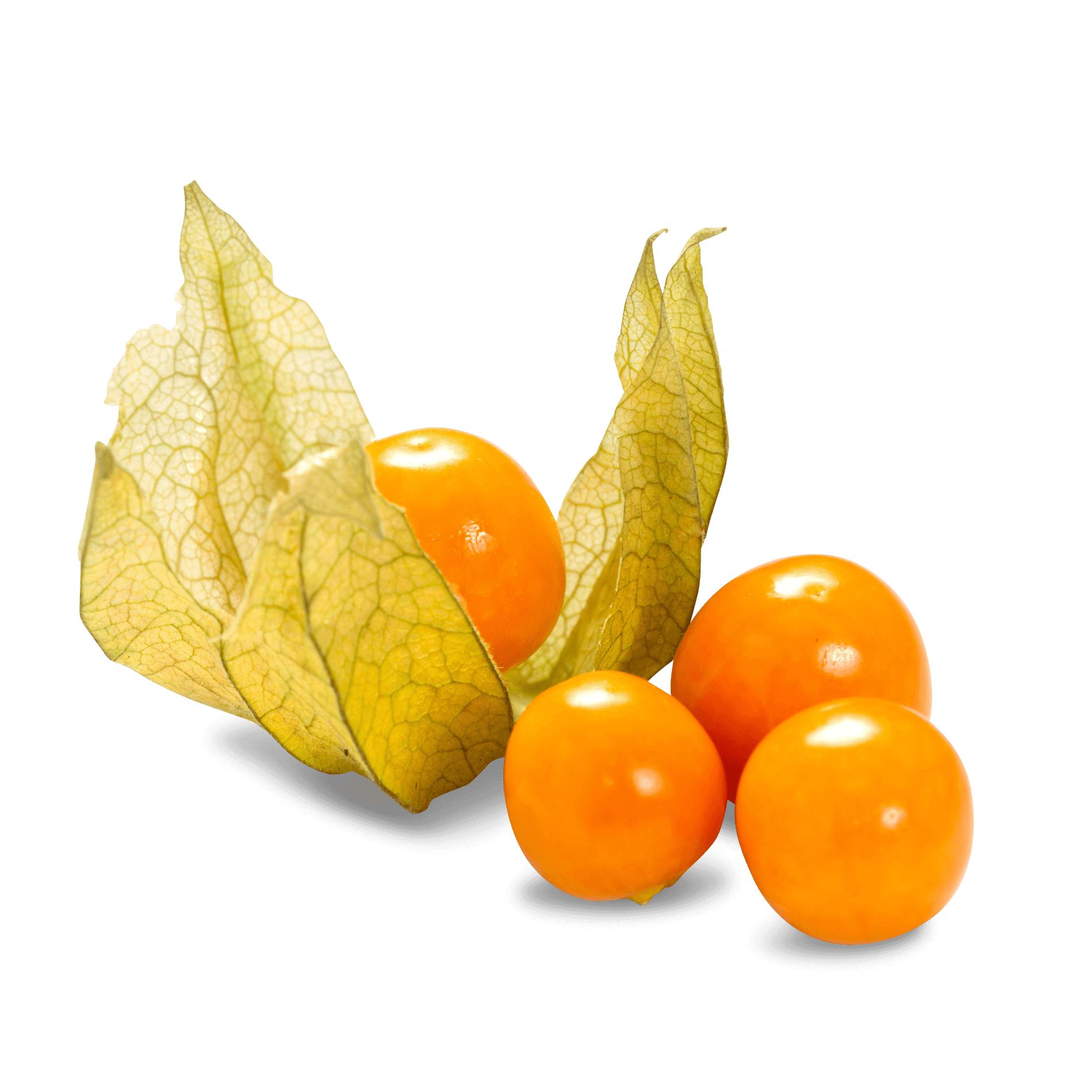 Physalis 'in der Schale'