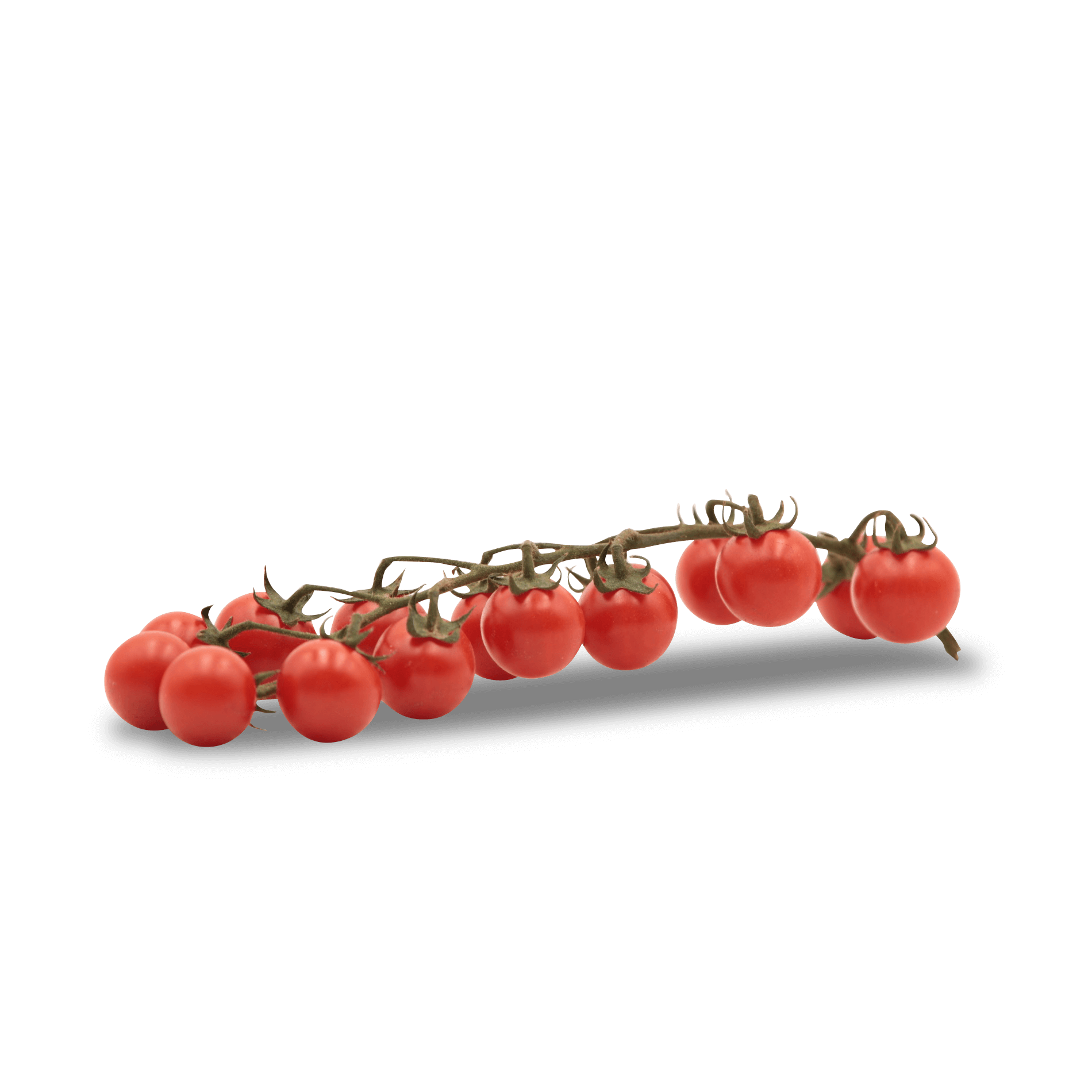 Bio Tomaten 'Cherry am Strauch'