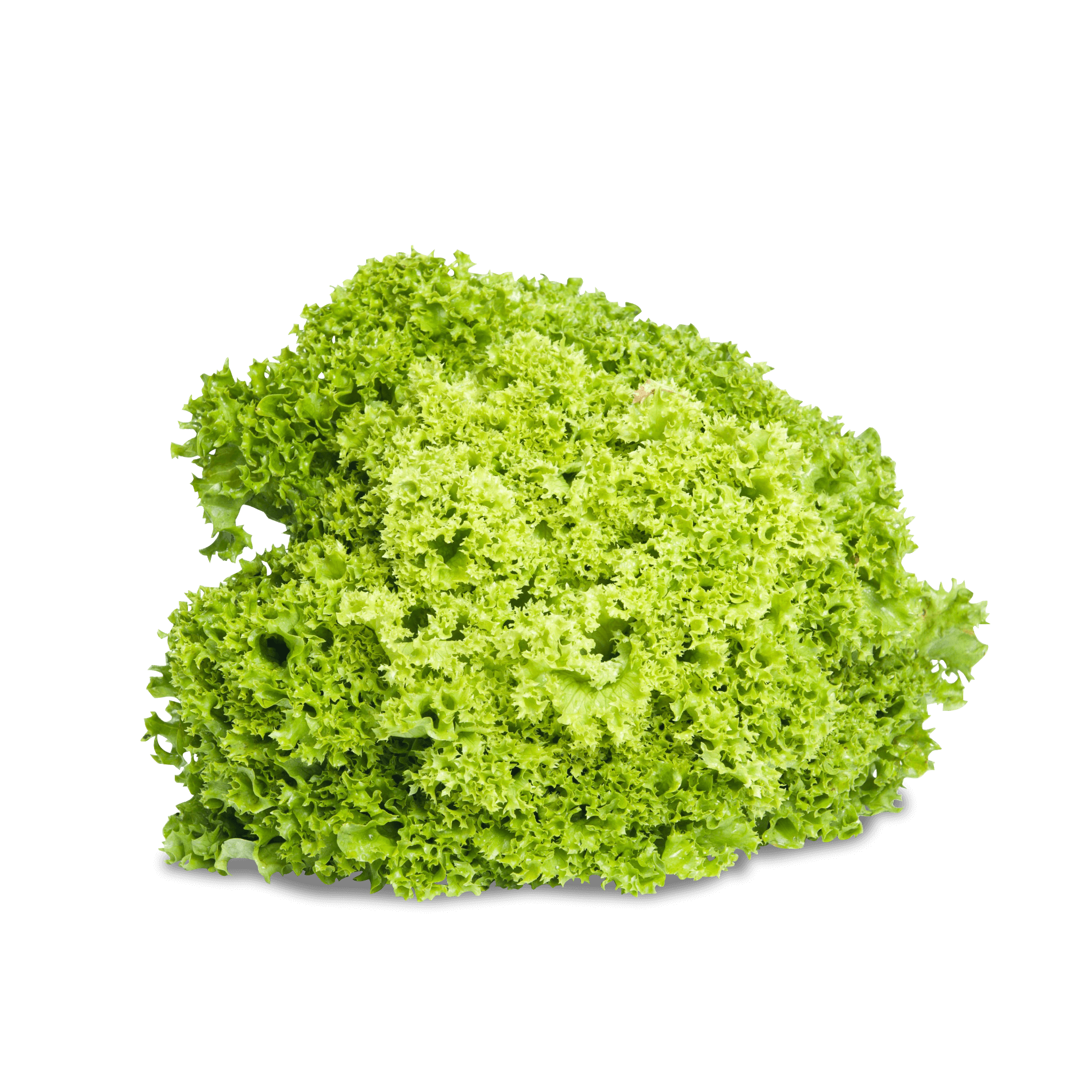 Salat 'Lollo Bionda'