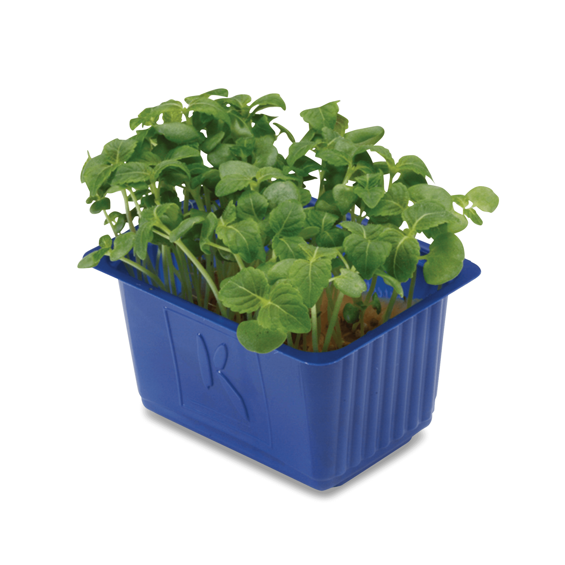 Kresse 'Shiso Green'